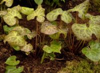 Glistening white flowers and marbeld foliage